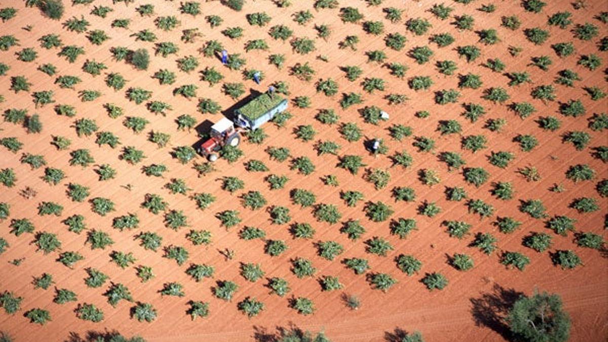 La Tierra de Campos es una comarca al sur de Badajoz que exhibe un paisaje dominado por viñas y olivos.