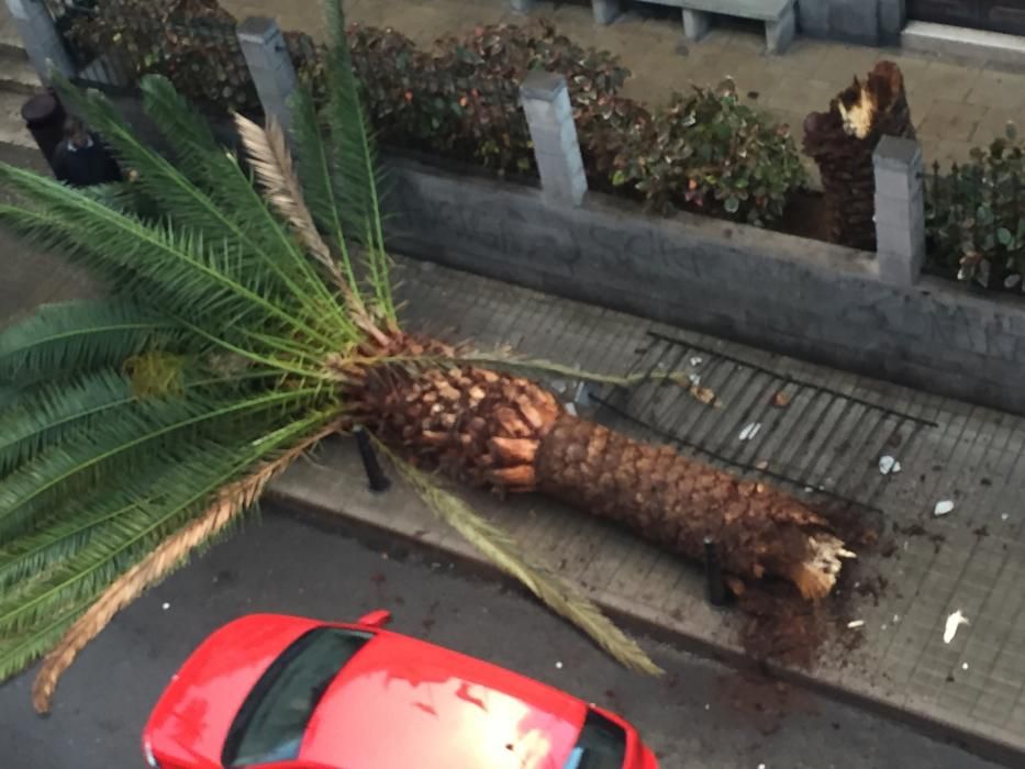 Caída de una palmera en la calle Canalejas