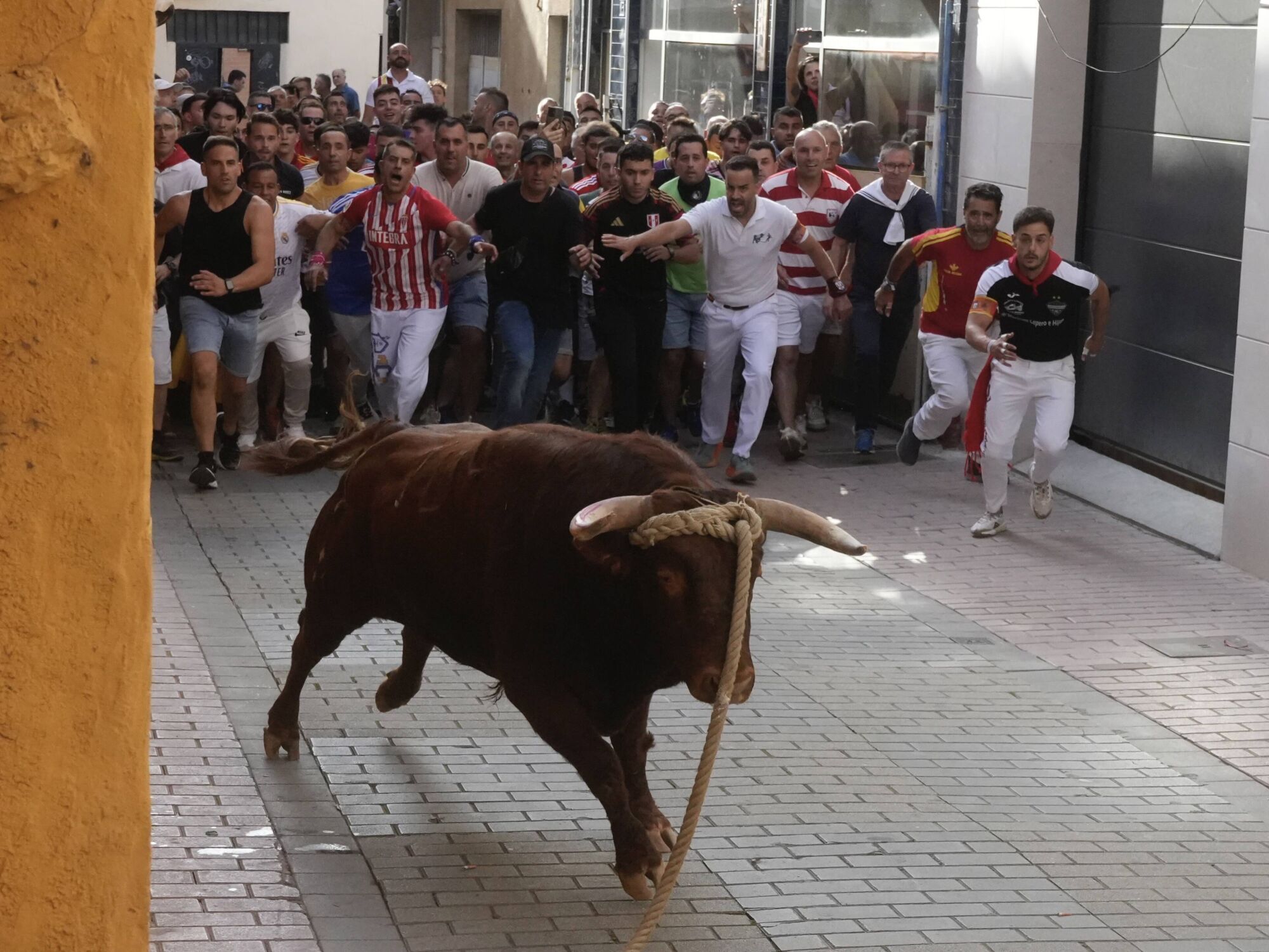 Las imágenes más impactantes del torito del alba de Benavente