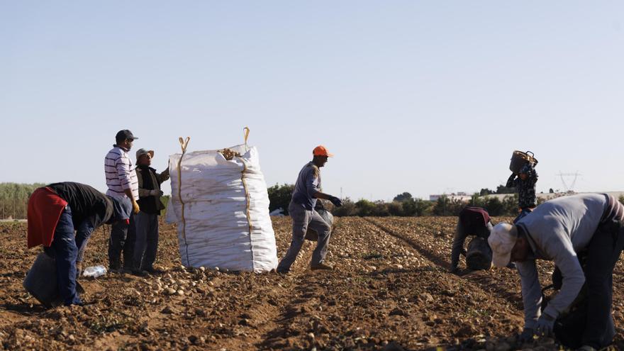 Los jornaleros de la Región podrán cobrar el subsidio de paro con 10 días trabajados