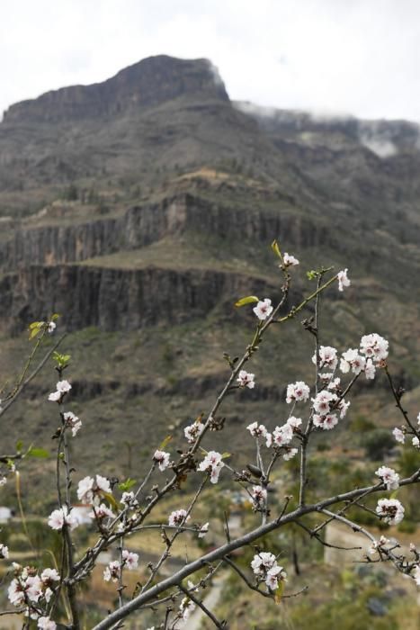 GRAN CANARIA 26-01-2019  SANTA LUCIA DE TIRAJANA-SAN BARTOLOME DE TIRAJANA. Fotos al macizo de Amurga. Fotos a los terrenos de la familia de Román comprados por el Cabildo.  FOTOS: JUAN CASTRO