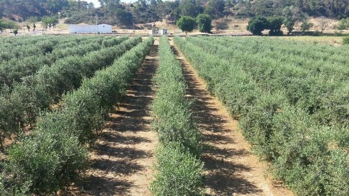 Imagen de una plantación de olivar superintensivo.