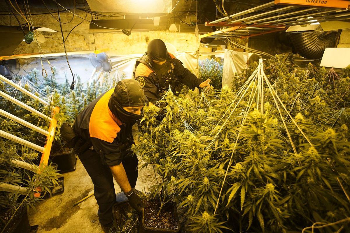 Plantar 50 metres quadrats de maria pot donar uns 450.000 euros