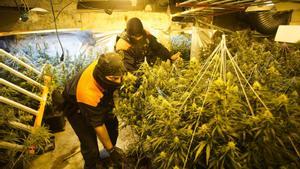 Plantar 50 metres quadrats de maria pot donar uns 450.000 euros