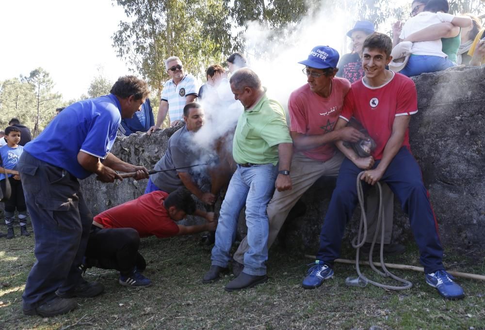 La cita confirma la recuperación de la cabaña de la Serra da Groba con 400 caballos rapados y marcados a fuego en una jornada de fiesta con cientos de espectadores