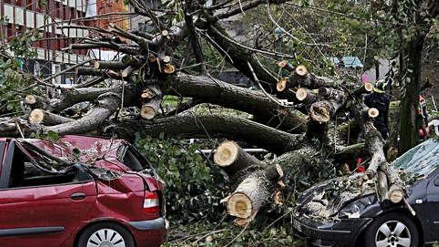 La caída del tronco de un árbol grande daña a tres coches en Gijóm.