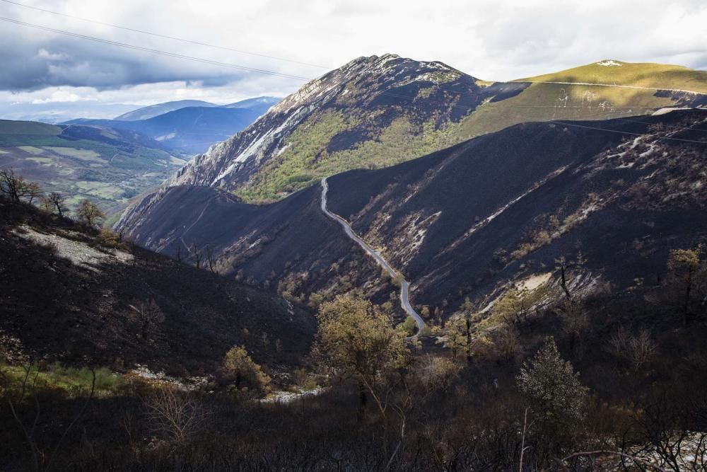 Desolación en el suroccidente asturiano tras los incendios