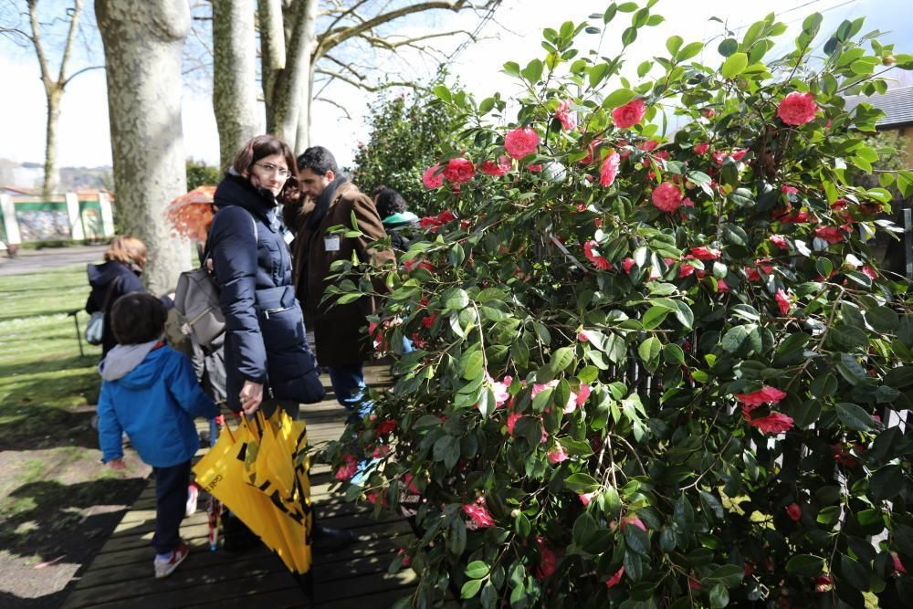 Camelias en el Botánico