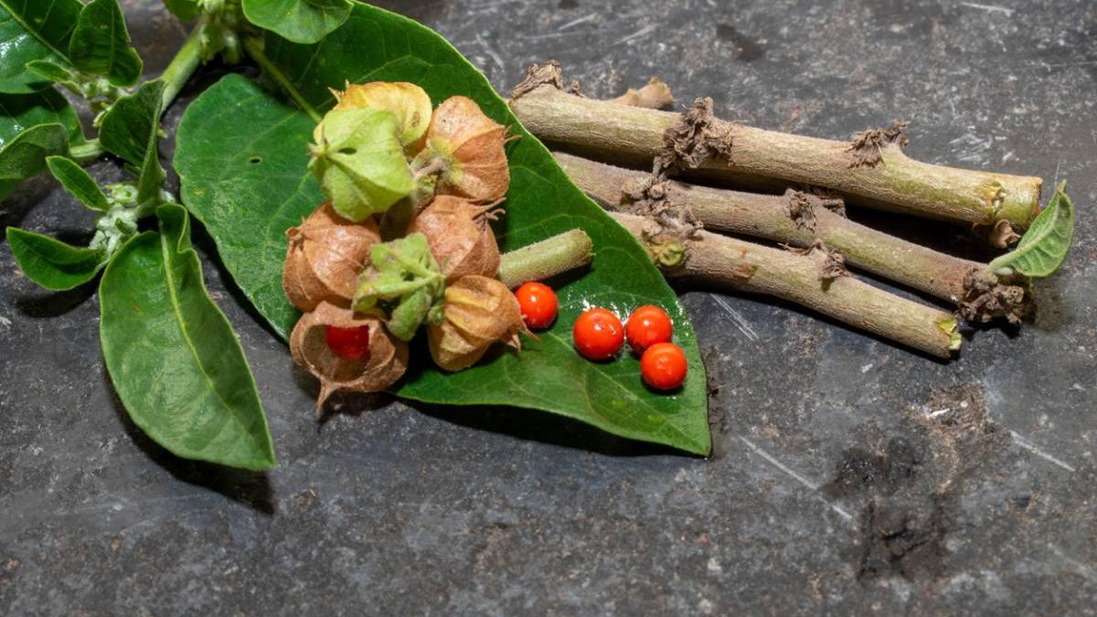 9 nutricosméticos (con ashwagandha) que te aportarán bienestar