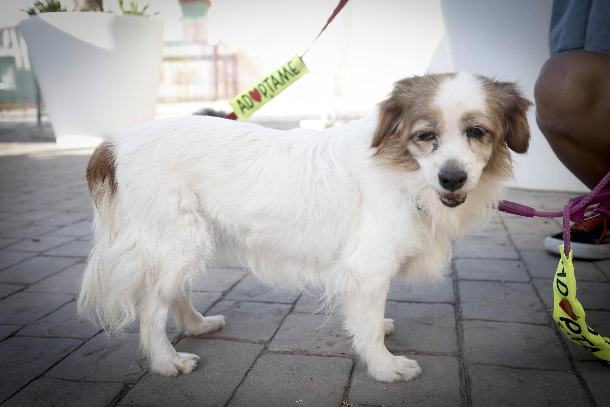 FOTOS | Desfile de Peluditos: Varios perros de Son Reus buscan un hogar