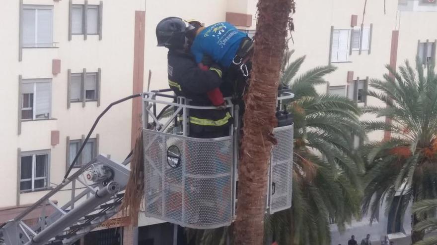 Rescate de un trabajador que podaba una palmera