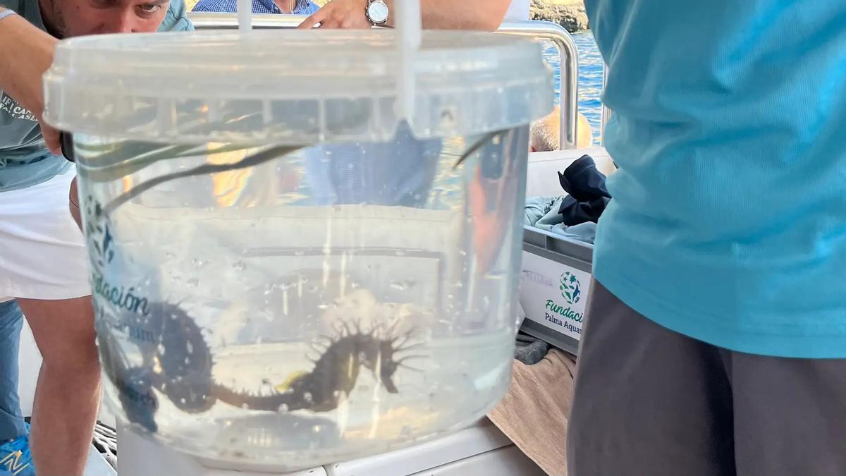 Un caballito de mar, listo para ser liberado al Mediterráneo en Mallorca