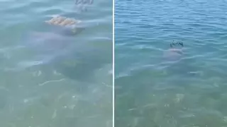 Avistada una medusa gigante en una playa de Málaga