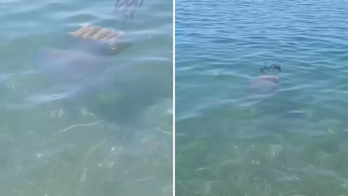 Avistada una medusa gigante en una playa de Málaga