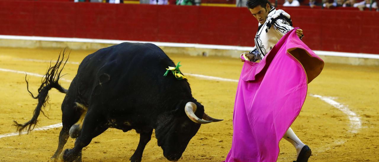 Jardinero, de Los Maños, candidato a mejor toro de la feria.