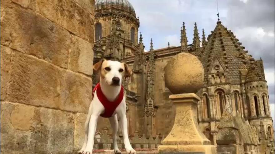 Pipper, el primer perro influencer de España