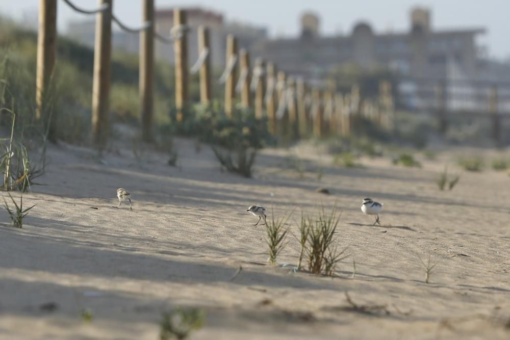 La mayor parte de las parejas de chorlitejos que nidificaron en pleno confinamiento han logrado sacar adelante los pollos en la playa de La Mata gracias a la vigilancia voluntarios de Protección Civil