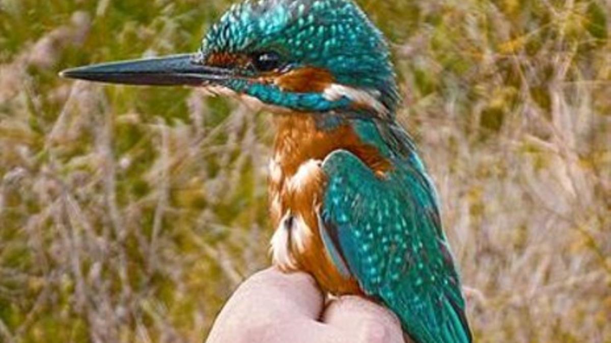 TRES EJEMPLOS 3 Arriba, imagen de la cigüeña blanca avistada en el parque fluvial del Besòs, con un pez en el pico. Abajo, a la izquierda, un ave pico de coral común, originaria de Senegal, y, a la derecha, un martín pescador.