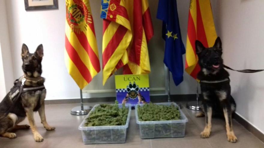 Un perro policía de Vila-real permite localizar 2 kg de marihuana en una casa