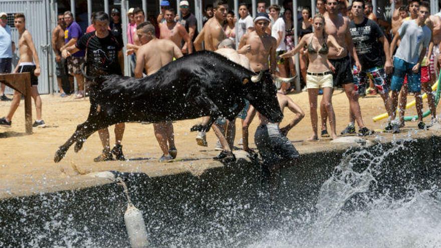 Los «bous a la mar» no se tocan en Dénia