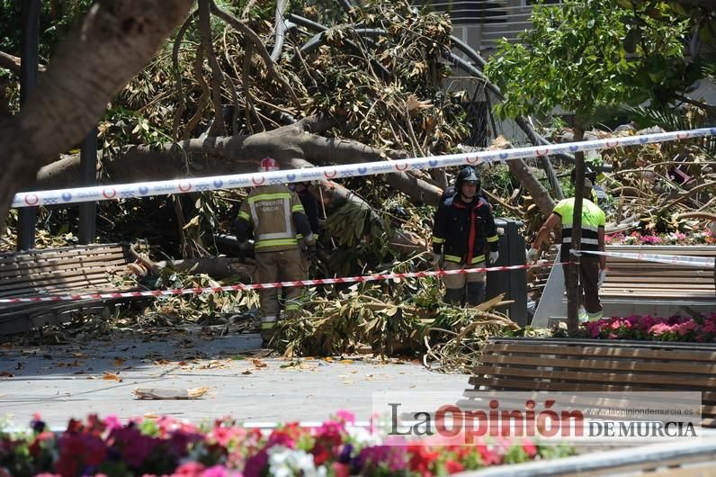 Cae parte del ficus de Santo Domingo en Murcia