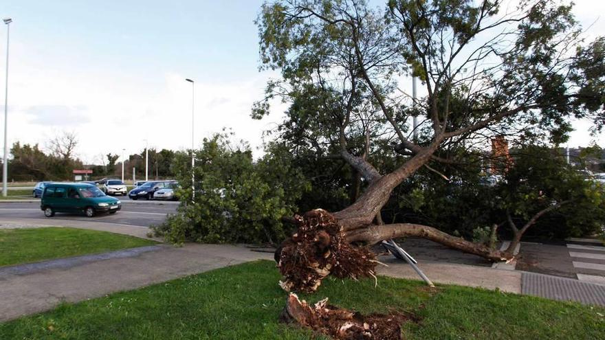 1. Cierre de Isabel la Católica. 2. Muro derribado en la zona rural de Gijón. 3. Un árbol cortando el tráfico. 4. Oleaje en San Lorenzo. 5. Cartel a punto de caer en Ceares.