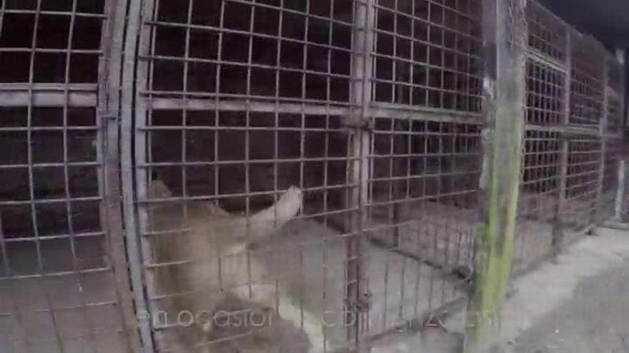 &#039;Nala&#039;, una joven leona rescatada del tráfico ilegal, es repatriada a un santuario de felinos en Sudáfrica