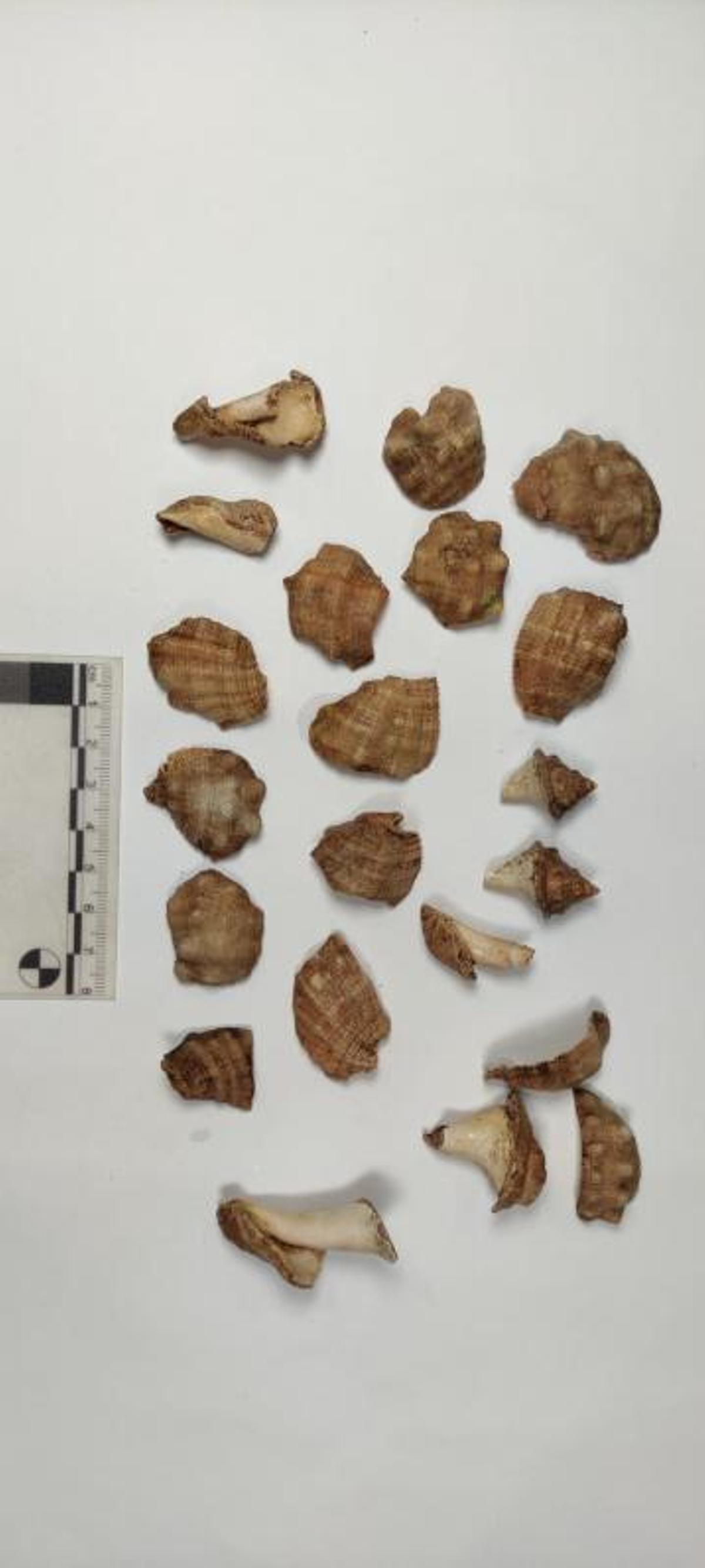 Las conchas de múrice halladas en Ons, un molusco del que se obtenía la púrpura. | // GEAAT