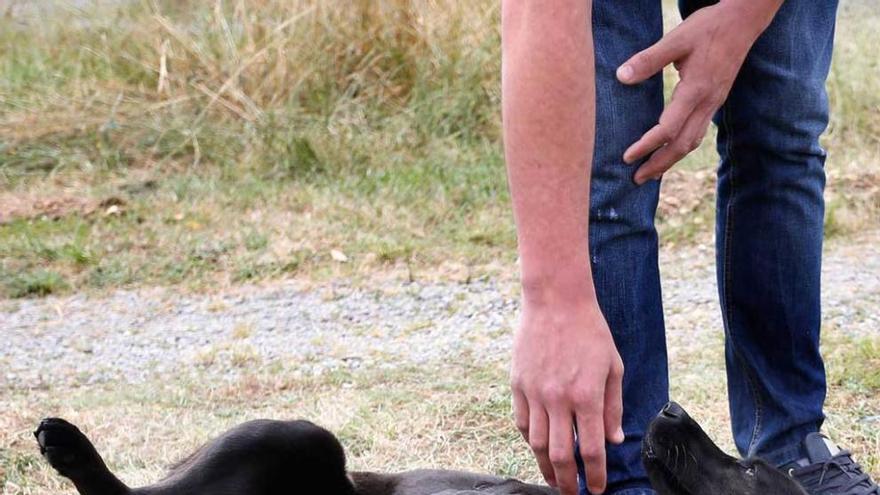 Alarma canina en Llaranes