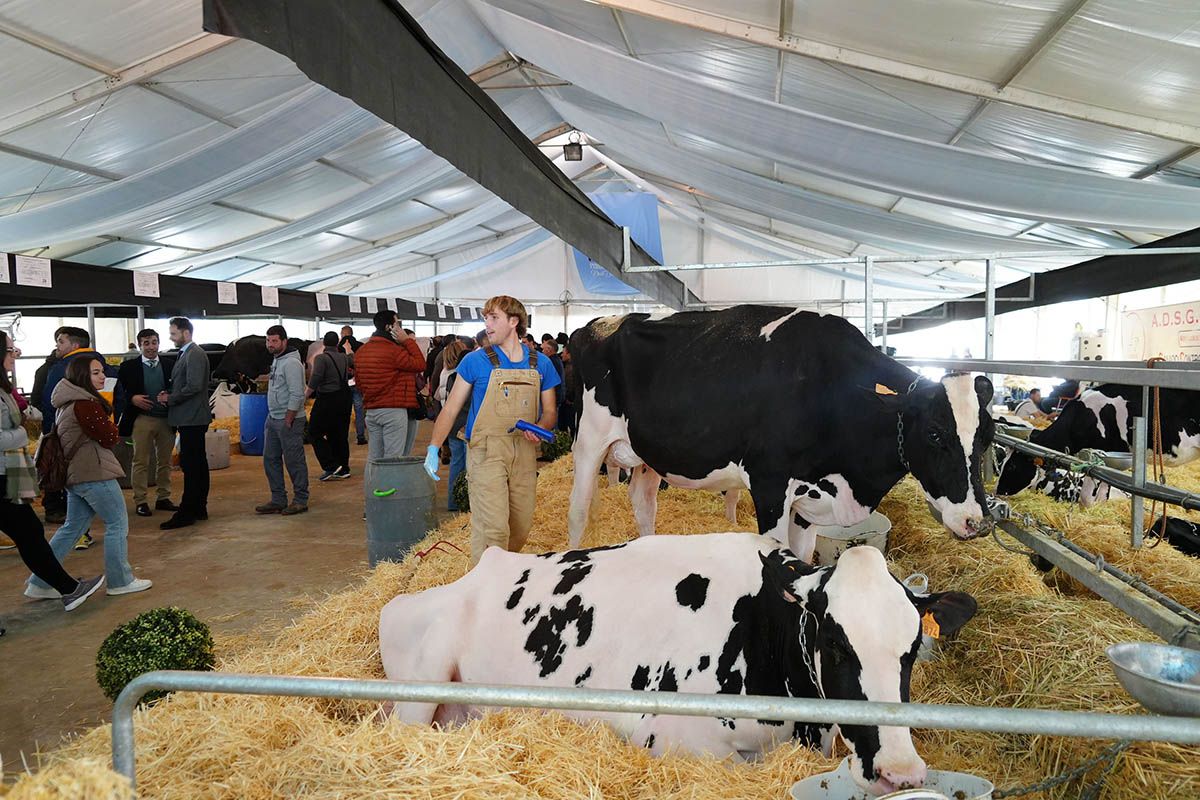 Abre la feria de vacuno de leche Usías Holsteins de  Dos Torres