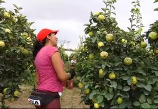 La cosecha del membrillo se reduce a la mitad en Puente Genil
