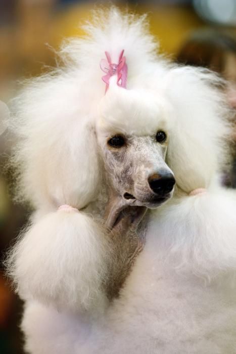 Crufts 2019: L'exhibició de gossos més gran del món