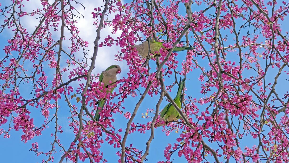 Las cotorras invasoras se comen el 'árbol del amor'