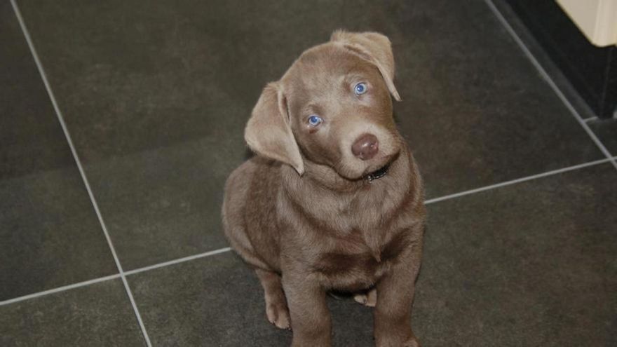 Impuesto sobre mascotas: los propietarios tendrían que desembolsar 1.400 euros