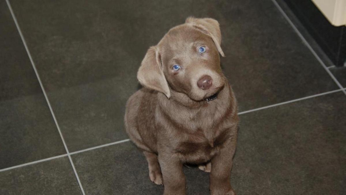 Imagen de archivo de un perro