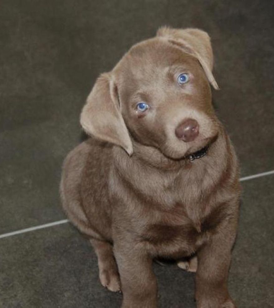 Impuesto sobre mascotas: los propietarios tendrían que desembolsar 1.400 euros