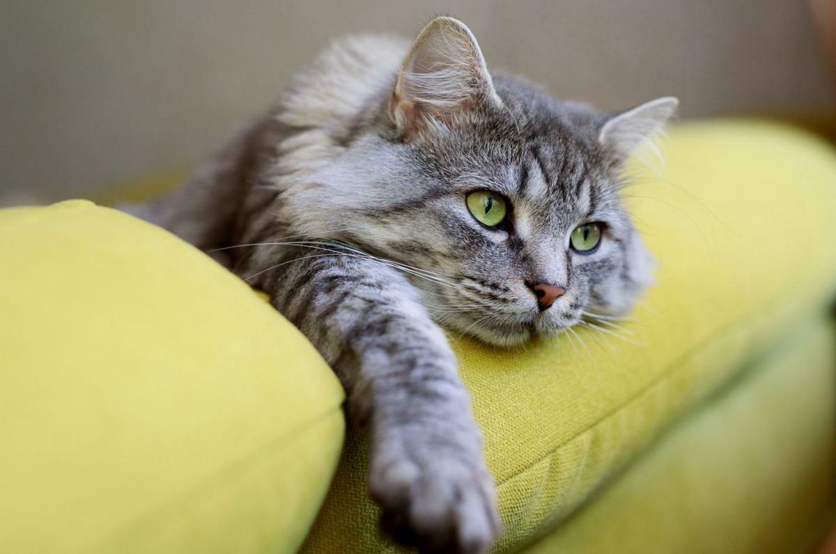 Los gatos deben estar esterilizados e identificados con microchip. | SHUTTERSTOCK