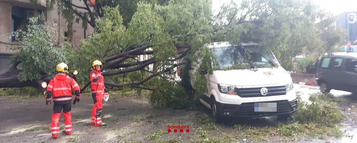Un arbre caigut sobre una furgoneta a Terrassa a causa d'un episodi de pluges intenses generalitzat a Catalunya.