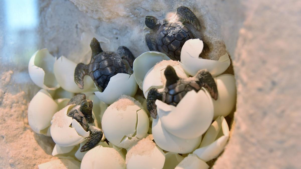 Eclosión de huevos de tortugas marinas en su nido