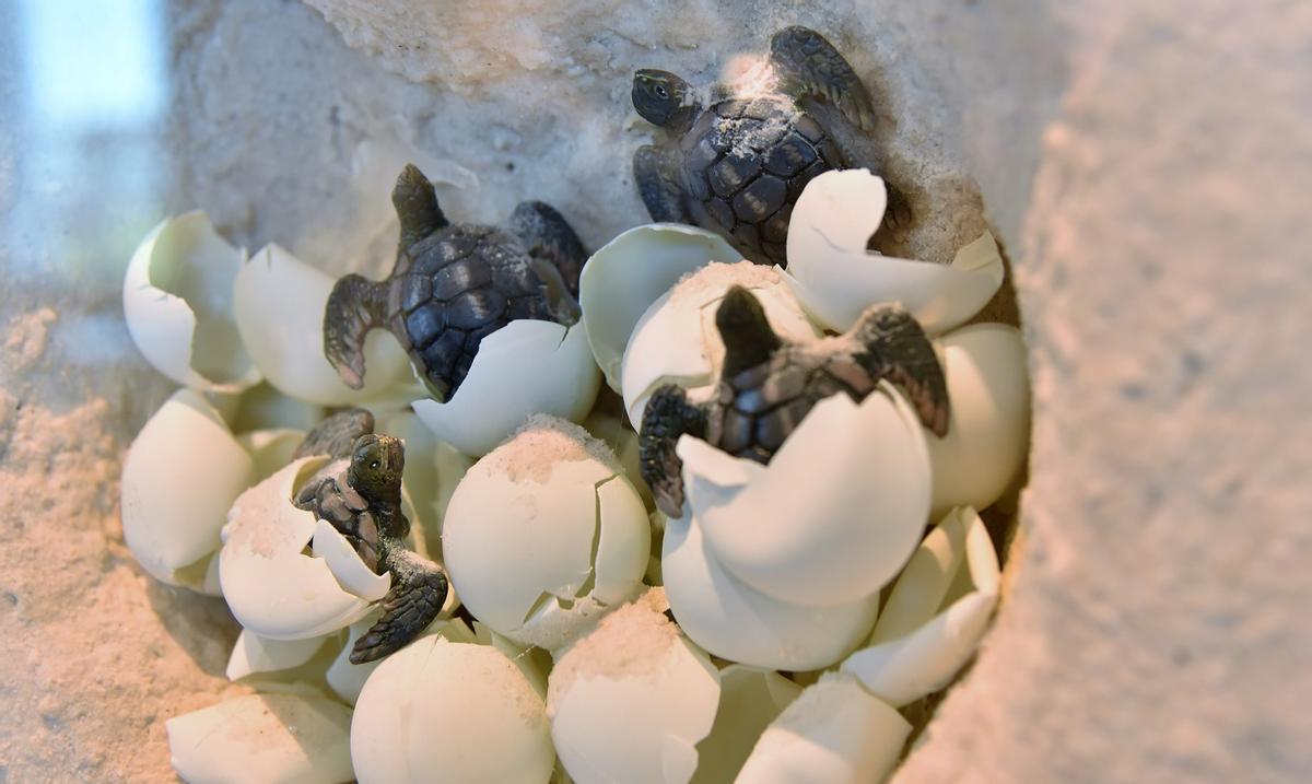 Eclosión de huevos de tortugas marinas en su nido