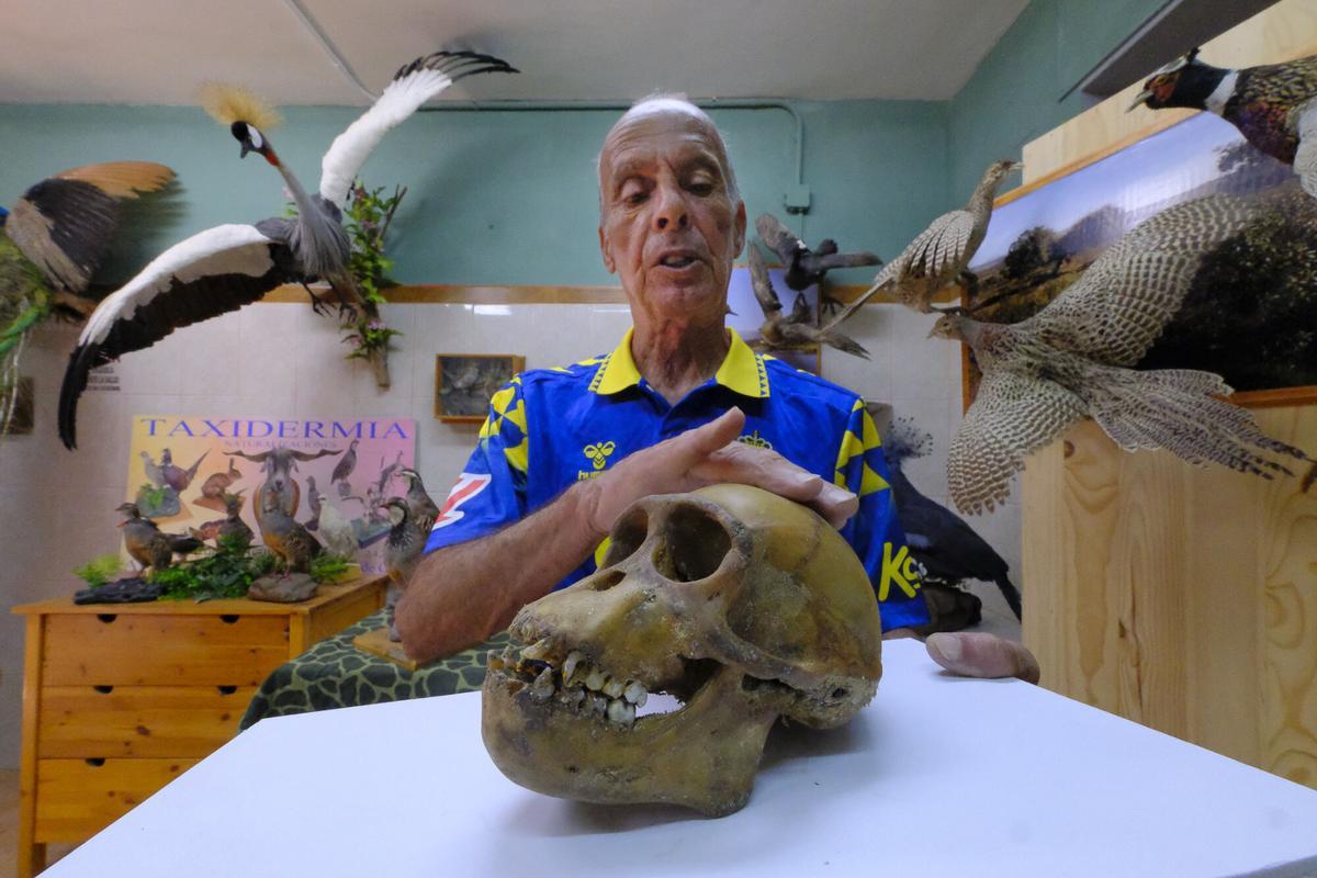 Rafael Román, taxidermista, con el cráneo del mono Felipe.