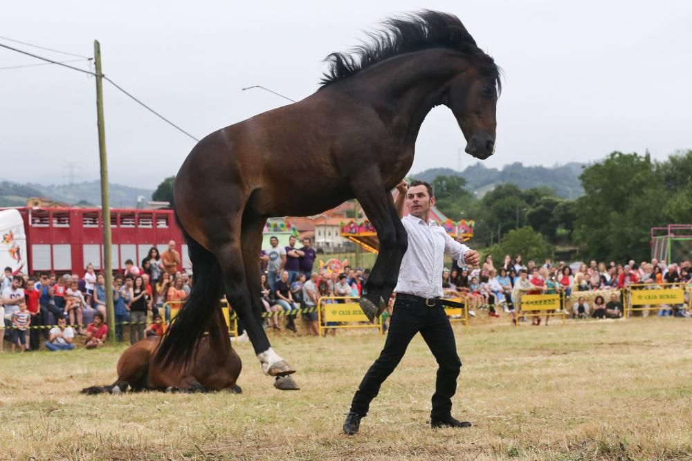 Espectáculo equestre en las fiestas de Premoño (Las Regueras)