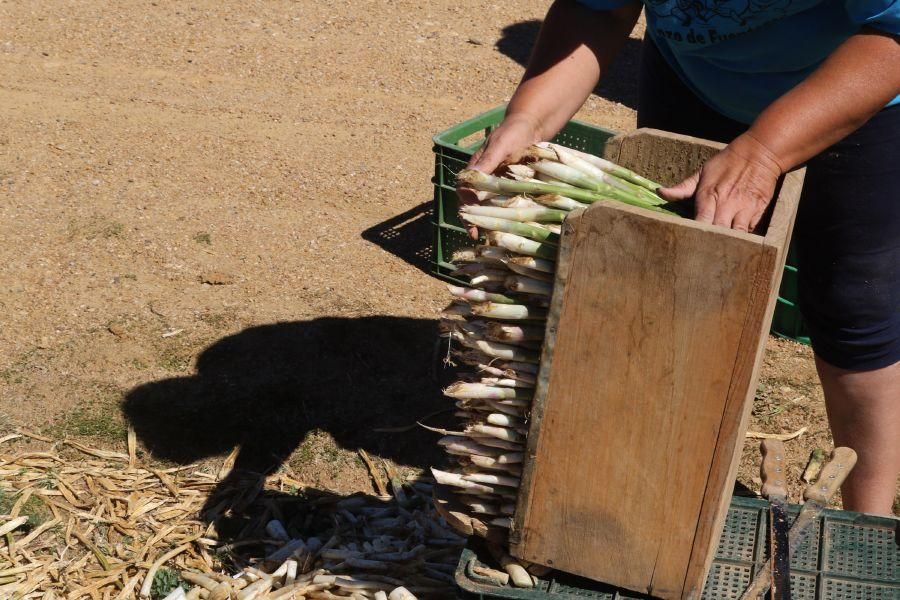 Recolecta de espárragos en Fuentesaúco (Zamora)