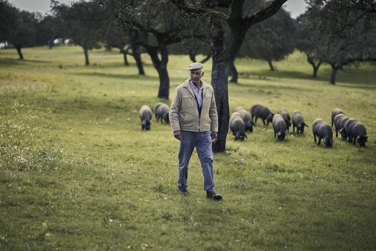Un ganadero recorre una explotación extensiva de ibérico en plena montanera.