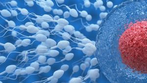 Recreación de espermatozoides intentando entrar en un óvulo.