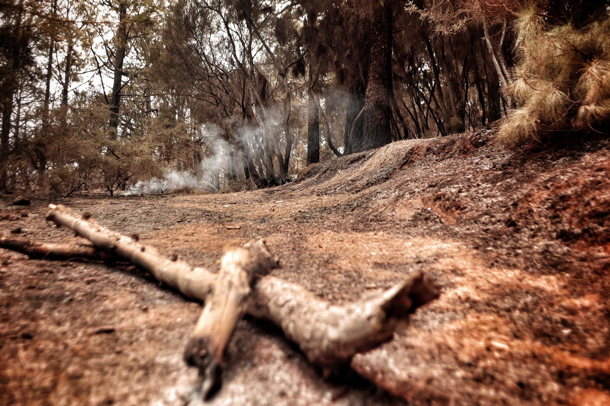 Evolución del incendio en Tenerife