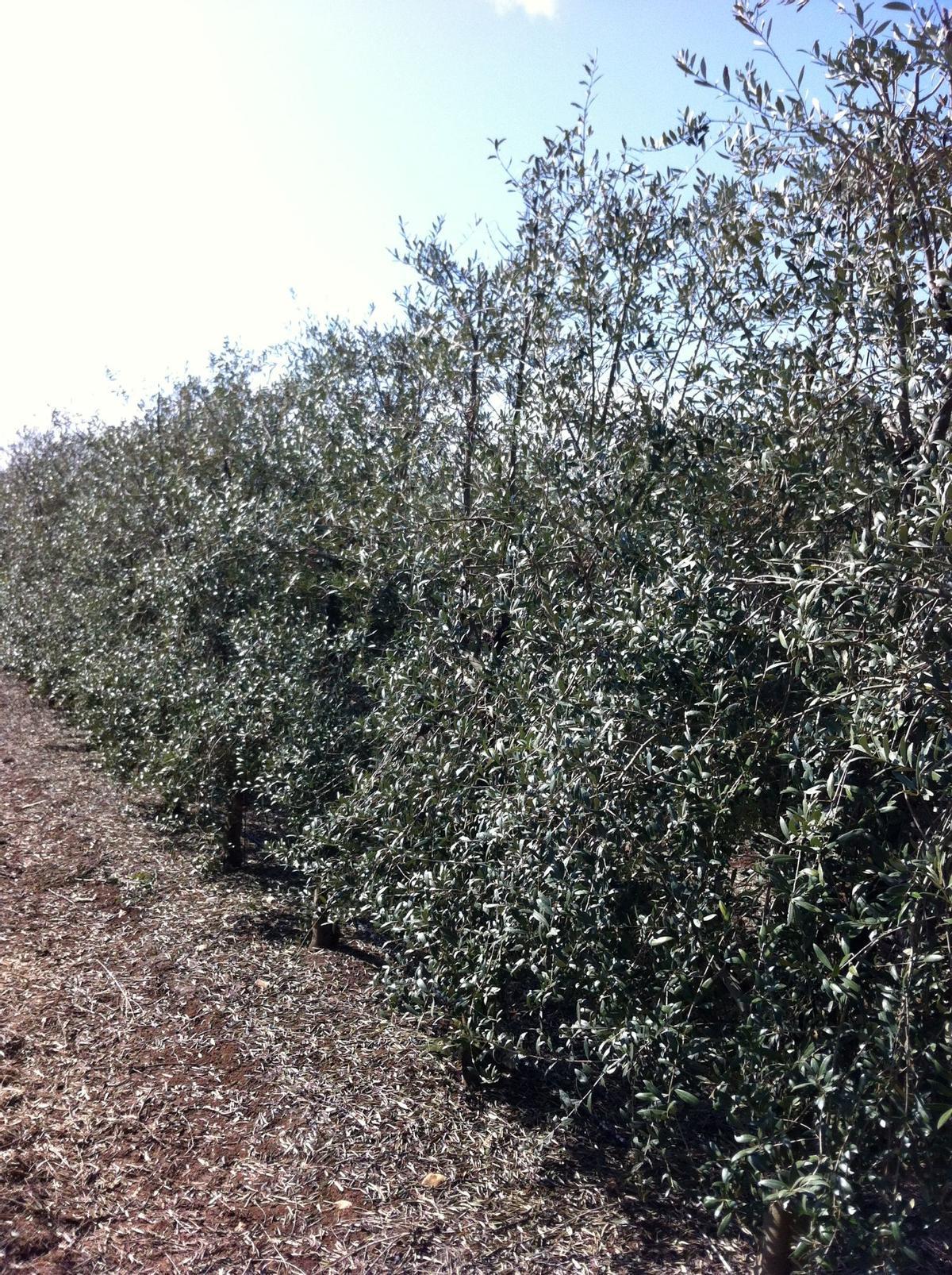 Olivar superintensivo en seto.