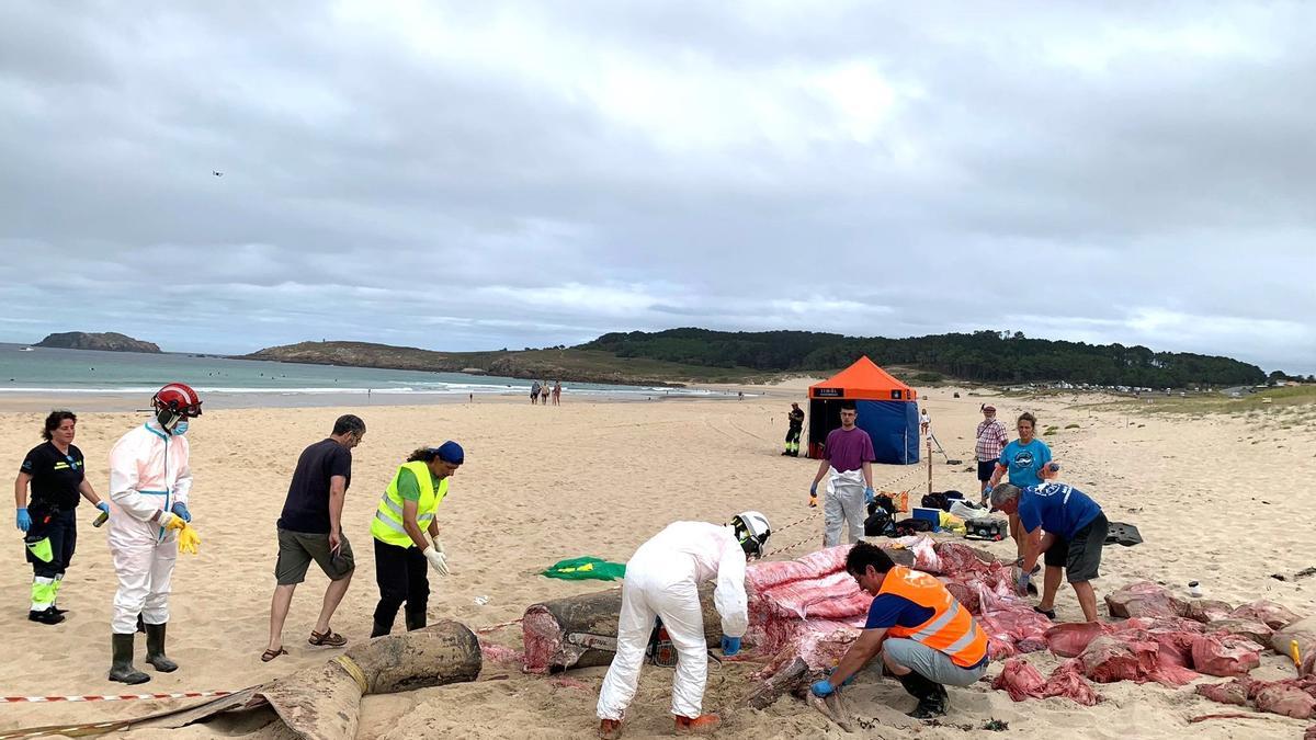 Despiezan y retiran el tiburón peregrino aparecido el martes en una playa de Ferrol