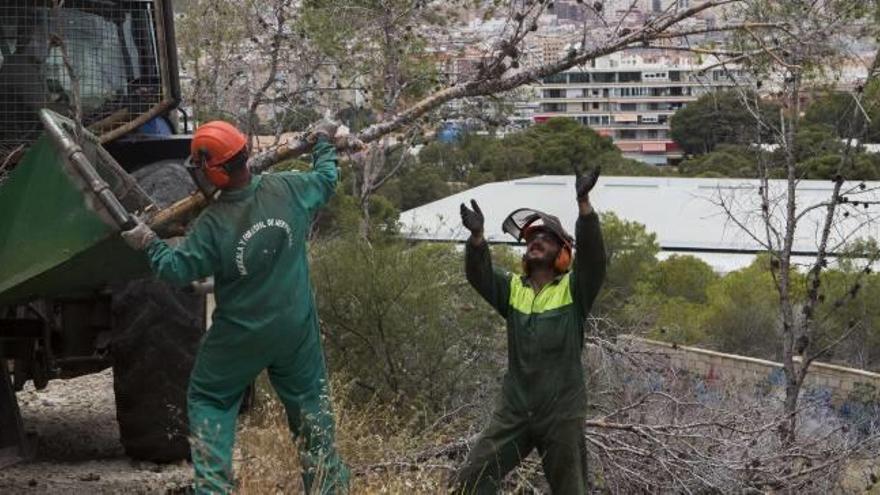 Operarios del Ayuntamiento retiran los árboles secos, que son triturados para esparcir las astillas en el suelo.