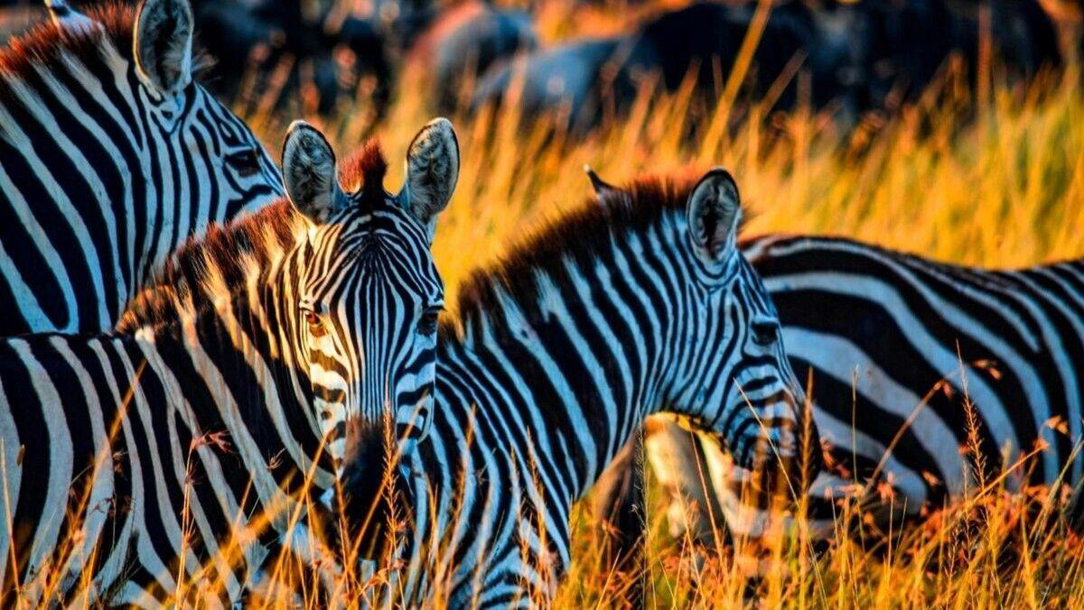 Los mejores documentales de Prime Video para los amantes de los animales
